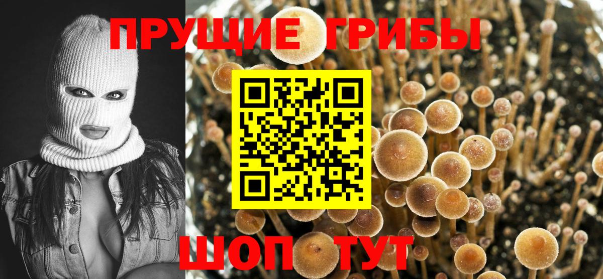 Псилоцибиновые грибы Psilocybe Елабуга